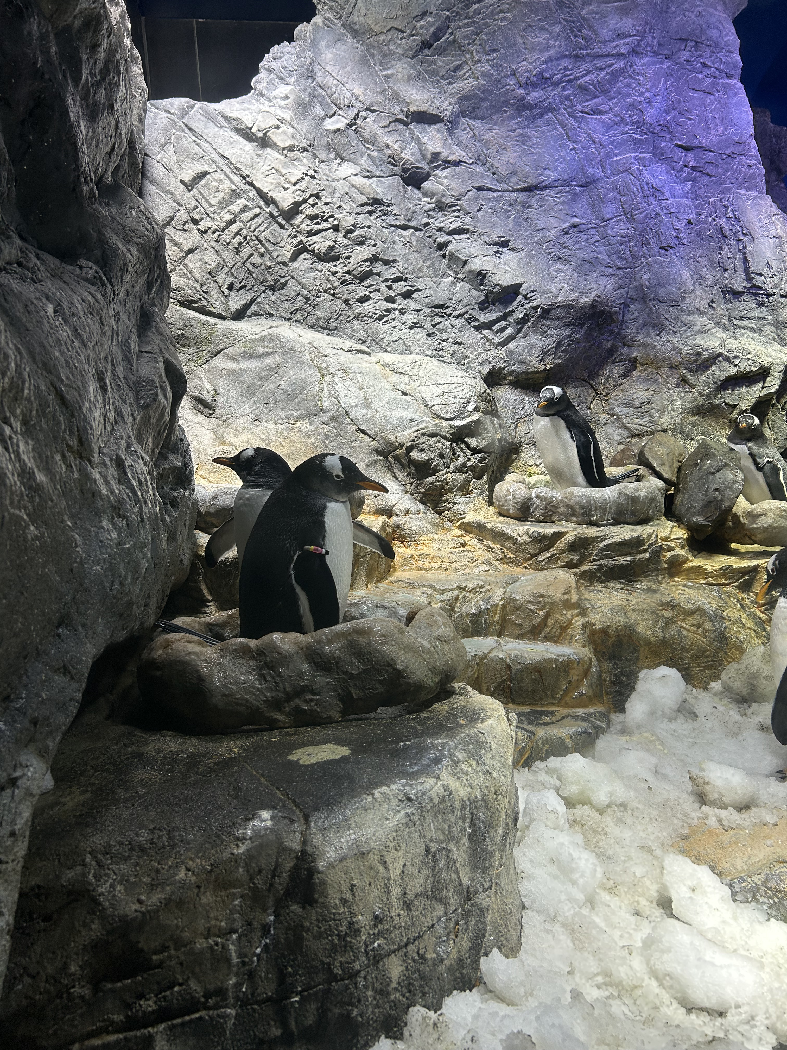 Penguins